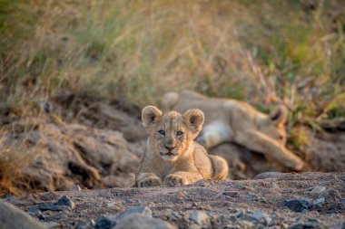 İki aslan yavrularını kuru nehir yatağı içinde döşeme.