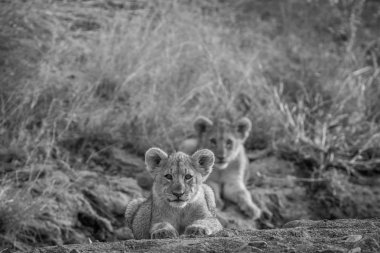 İki aslan yavrularını kuru nehir yatağı içinde döşeme.