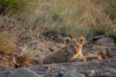 Aslan yavrusu kuru nehir yatağı içinde döşeme.
