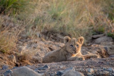 Aslan yavrusu kuru nehir yatağı içinde döşeme.