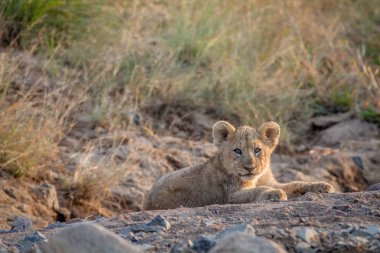 Aslan yavrusu kuru nehir yatağı içinde döşeme.