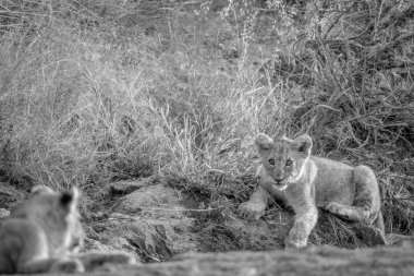 Aslan yavrusu kuru nehir yatağı içinde döşeme.