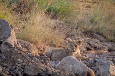 Aslan yavrusu kuru nehir yatağı içinde döşeme.