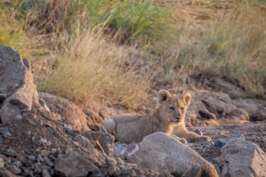Aslan yavrusu kuru nehir yatağı içinde döşeme.