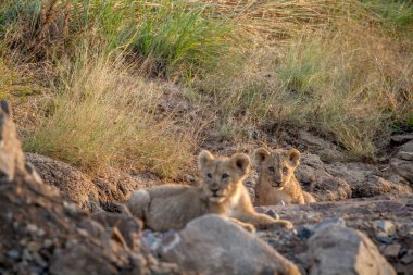 İki aslan yavrularını kuru nehir yatağı içinde döşeme.