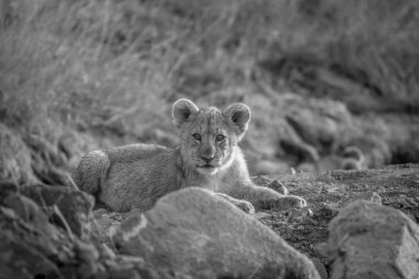 Aslan yavrusu kuru nehir yatağı içinde döşeme.