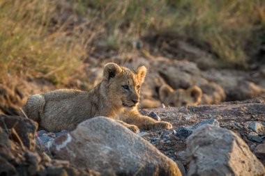 İki aslan yavrularını kuru nehir yatağı içinde döşeme.