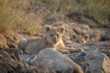 İki aslan yavrularını kuru nehir yatağı içinde döşeme.