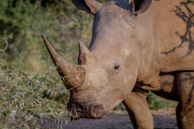 Beyaz rhino yan profili.