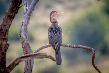 Bir dal üzerinde oturan Afrika Pasifik'ten oğlan.