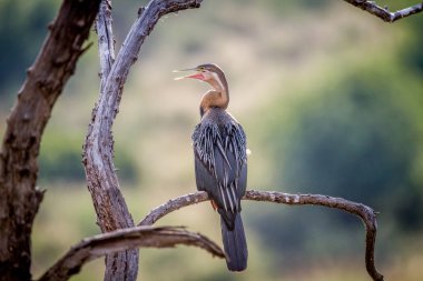 Bir dal üzerinde oturan Afrika Pasifik'ten oğlan.