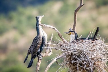 Ak göğüslü karabatak bir ağaçta oturuyor.