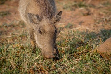 Pilanesberg çim yeme warthog.