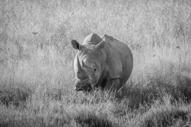 Büyük beyaz rhino ayakta çim boğa.