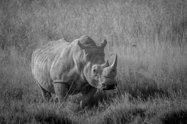 Büyük beyaz rhino ayakta çim boğa.