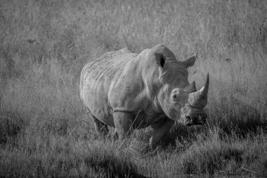 Büyük beyaz rhino ayakta çim boğa.