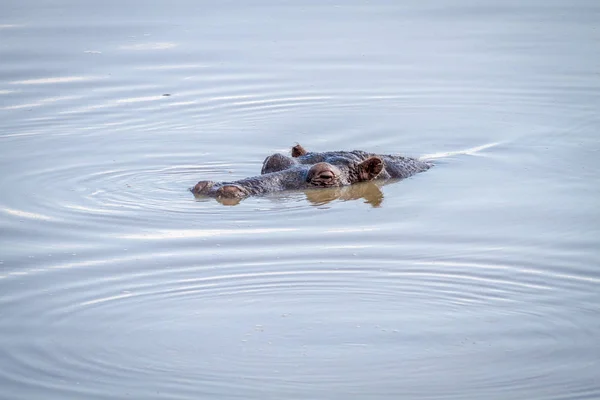 Tête d'hippopotame sortant de l'eau . — Photo