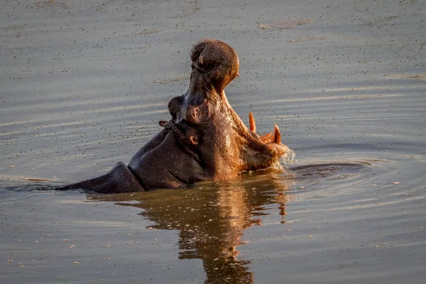 Hipopótamo bostezando en el agua en Hwange . —  Fotos de Stock