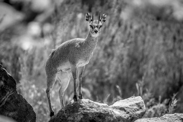 Klipspringer de pie sobre rocas . — Foto de Stock