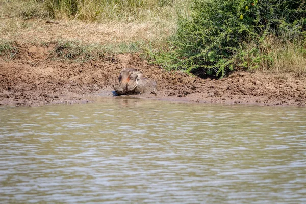 Warthog s bahenní lázeň v vodní přehrady. — Stock fotografie