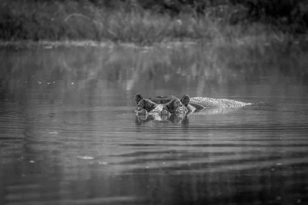 Cabeza de hipopótamo que sobresale del agua . —  Fotos de Stock