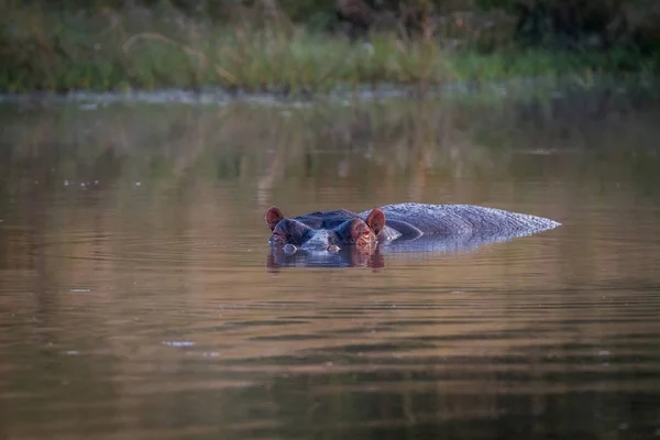 Flodhäst huvud sticker upp ur vattnet. — Stockfoto