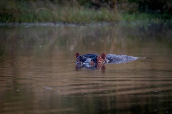 Flodhäst huvud sticker upp ur vattnet. — Stockfoto