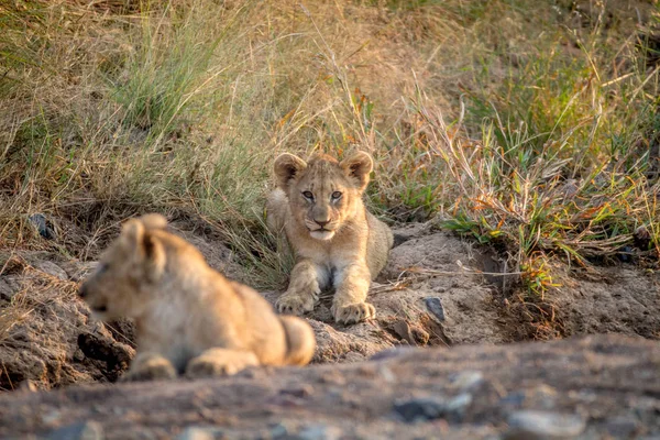 Два левові дитинчата лежать у сухому руслі . — стокове фото