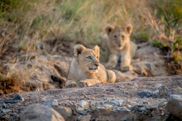 Deux lionceaux couchés dans un lit de rivière sec . — Photo