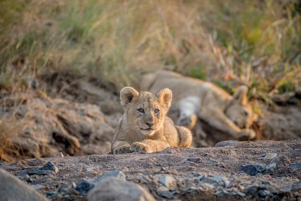 Два левові дитинчата лежать у сухому руслі . — стокове фото
