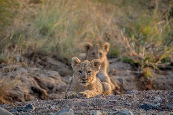 Two Lion cubs laying in a dry riverbed. — Stock Photo, Image