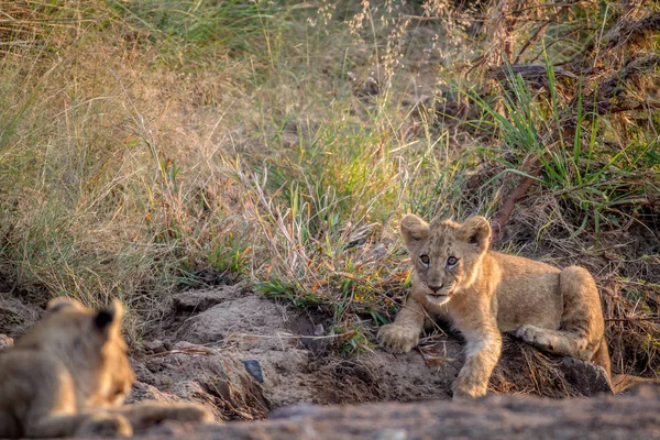 Löwenjunges liegt in einem trockenen Flussbett. — Stockfoto