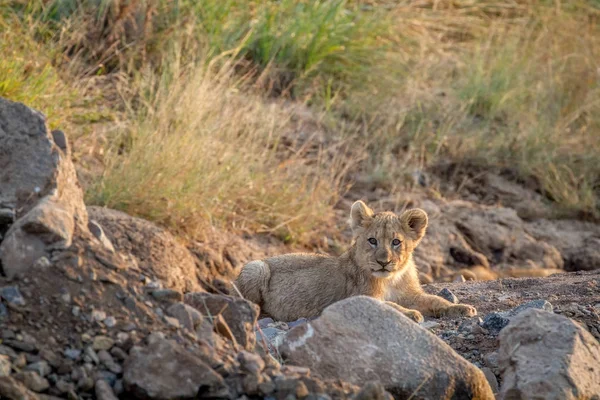 Lion cub laying in a dry riverbed. — Stock Photo, Image