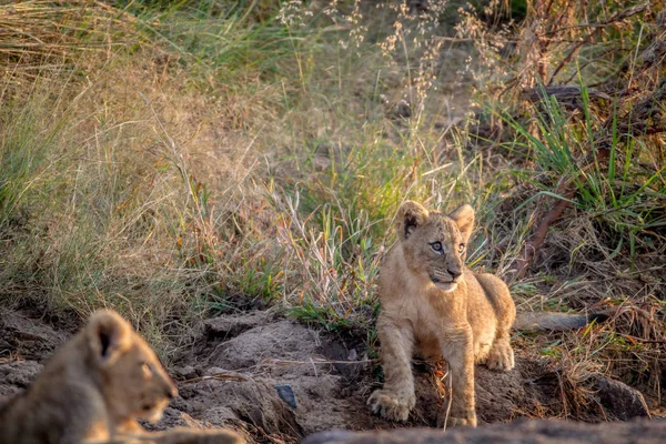 Löwenjunges sitzt im trockenen Flussbett. — Stockfoto