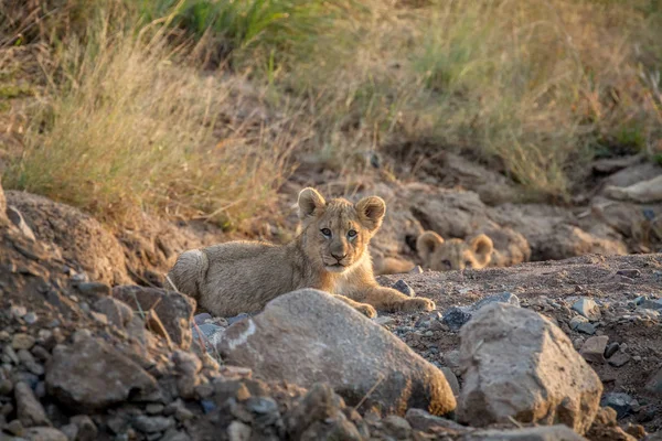 Two Lion cubs laying in a dry riverbed. — Stock Photo, Image