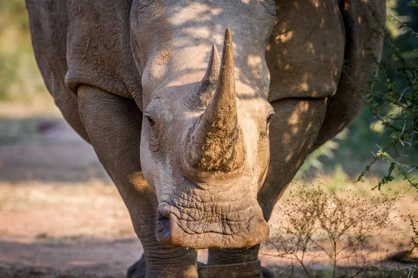 Rhinocéros blanc avec la caméra . — Photo