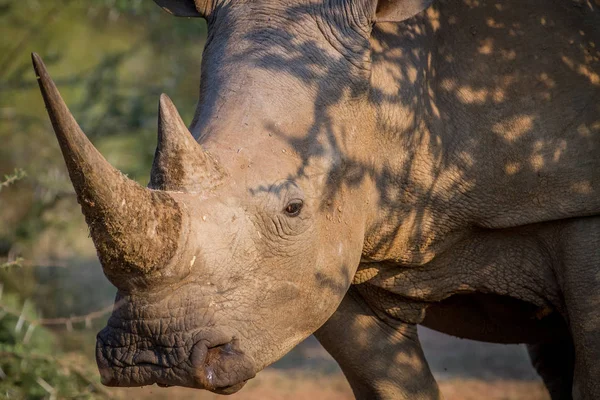 Side profile of a White rhino.