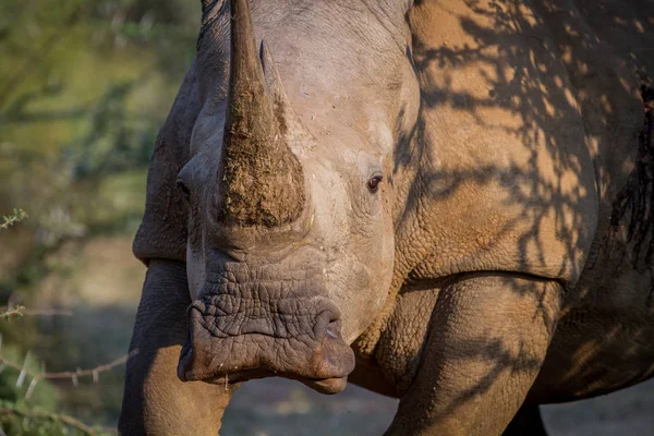 White rhino starring at the camera. — Stock Photo, Image