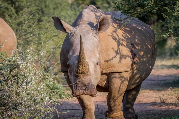 Rinoceronte bianco con la fotocamera . — Foto Stock