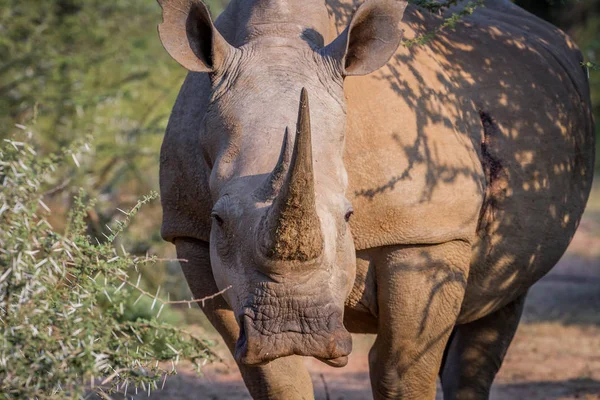 Rinoceronte bianco con la fotocamera . — Foto Stock
