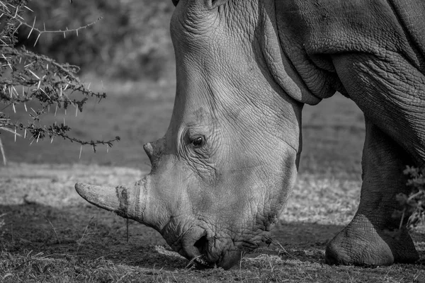 Perfil lateral de um rinoceronte branco . — Fotografia de Stock