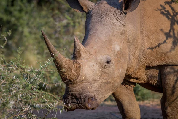 Бічний профіль білого носорога . — стокове фото