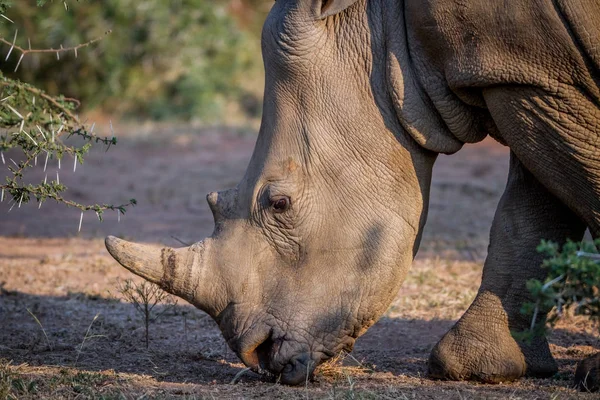 Side profile of a White rhino. — Stock Photo, Image