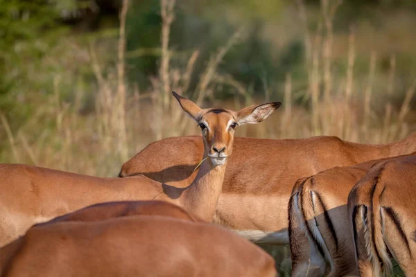 Impala feminina em rebanho olha para a câmera . — Fotografia de Stock