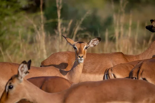 Mujer Impala en manada mira fijamente a la cámara . —  Fotos de Stock