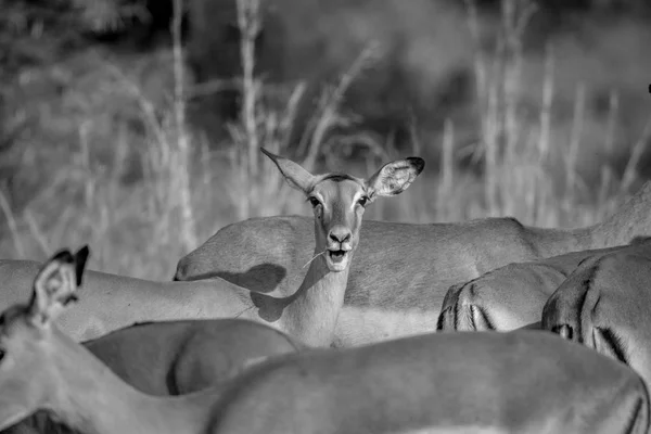 Mujer Impala en manada mira fijamente a la cámara . — Foto de Stock
