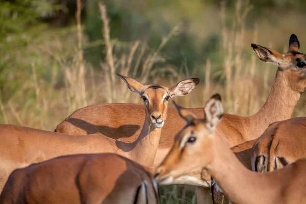 Impala femminile in branco fissa la macchina fotografica . — Foto Stock