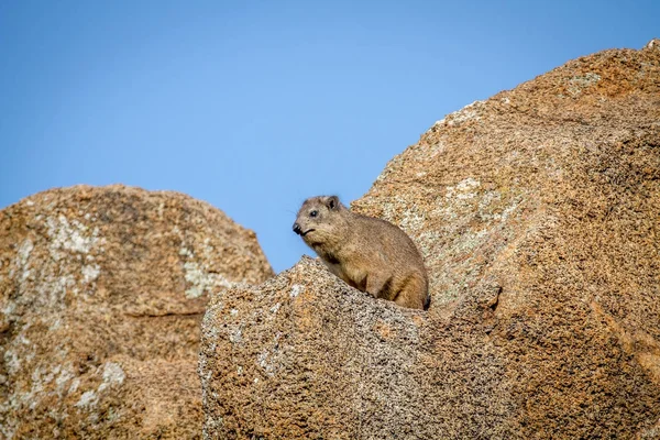Rock dassie sitting on a rock. — Stock Photo, Image