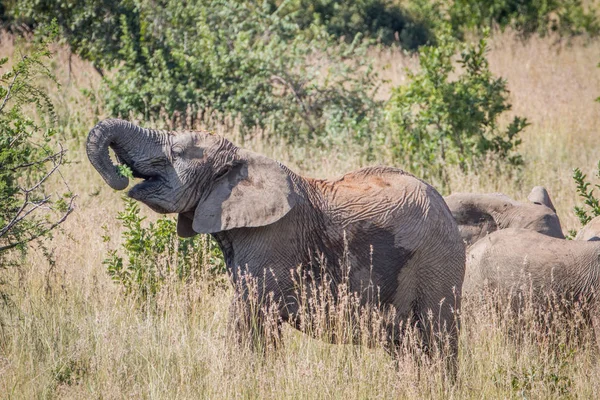 Elefante comiendo en la hierba alta . — Foto de Stock