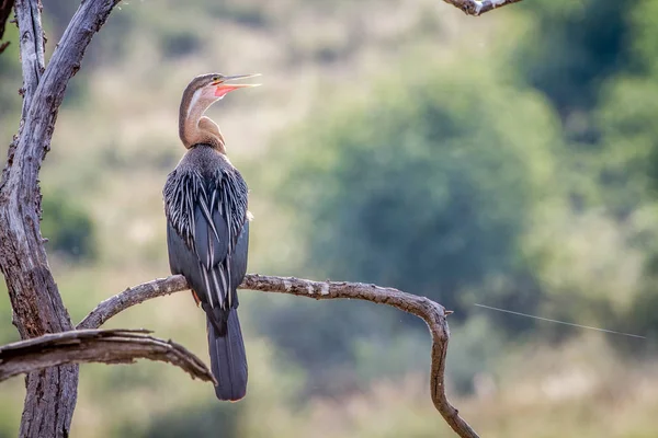 Bir dal üzerinde oturan Afrika Pasifik'ten oğlan.